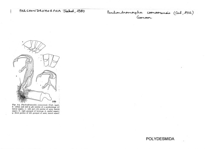 Parchondromorpha coonoorensis