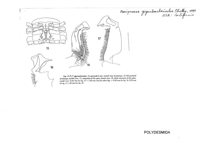 Parcipromus gigantoarboricolus
