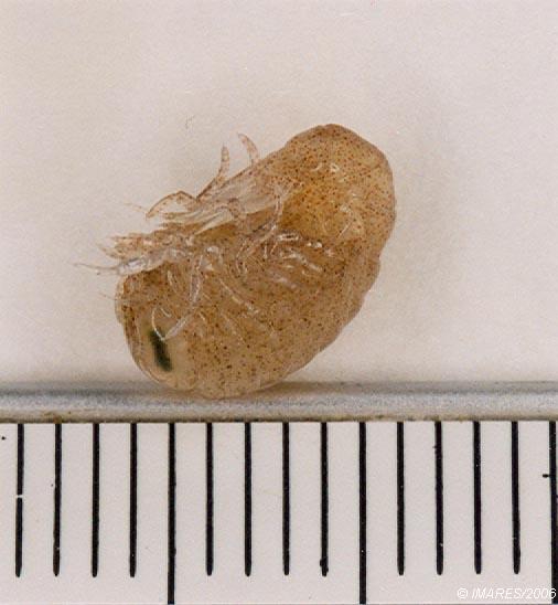 Hyperia galba (Montagu, 1815) Hyperia galba (Montagu, 1815)
