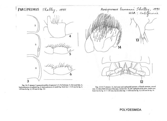 Parcipromus tiemanni