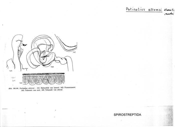 Patinatius attemsi