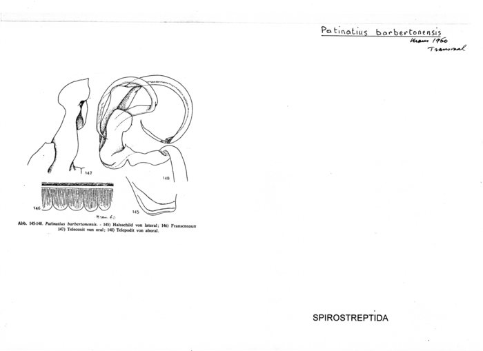 Patinatius barbertonensis
