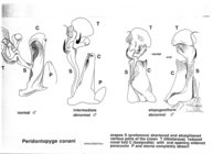 Peridontopyge conani