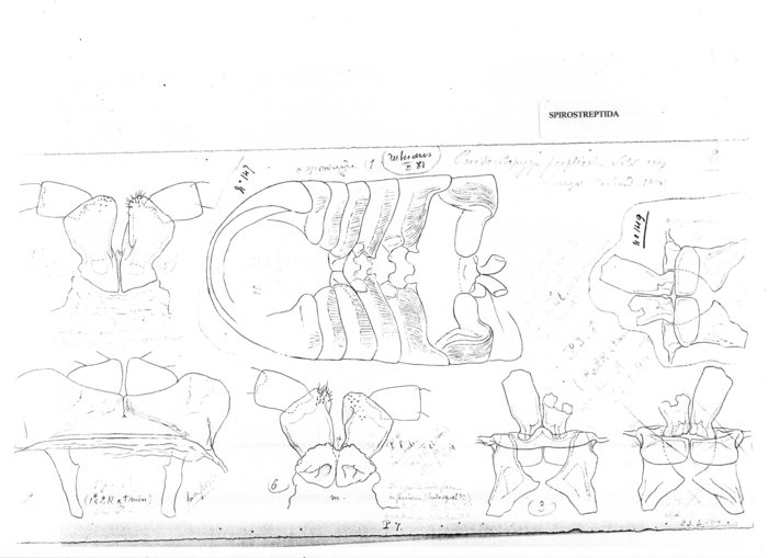 Peridontopyge perplicata