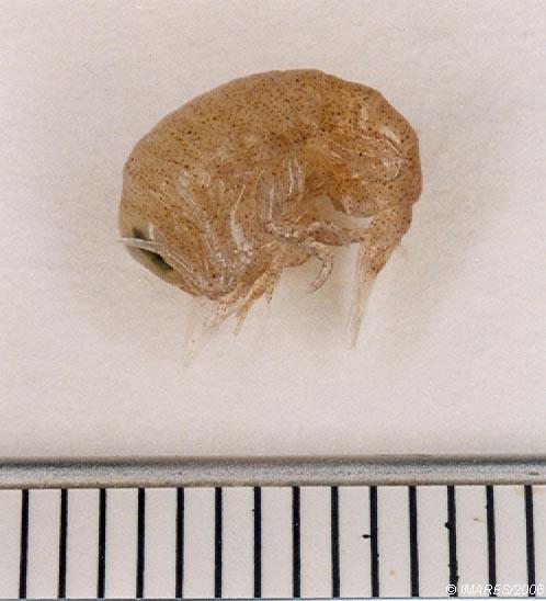 Hyperia galba (Montagu, 1815) Hyperia galba (Montagu, 1815)