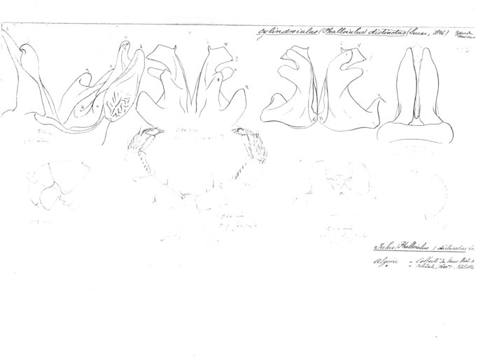 Phalloiulus distinctus