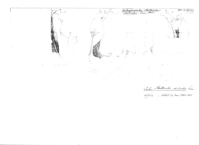 Phalloiulus distinctus
