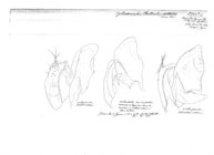 Phalloiulus distinctus