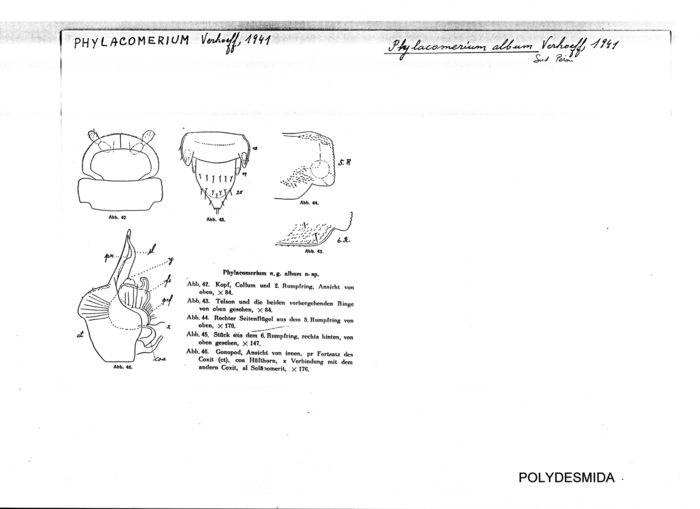 Phylacomerium album