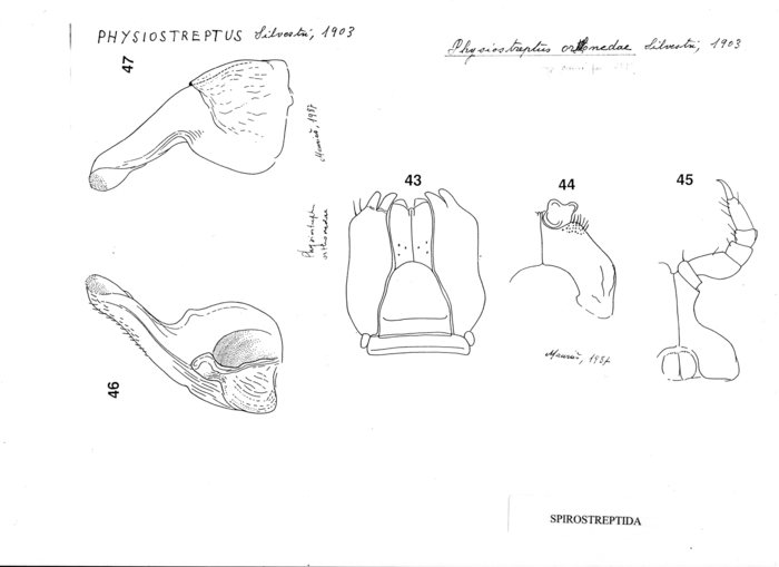 Physiostreptus ortonedae
