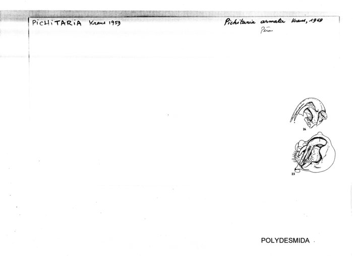 Pichitaria armata