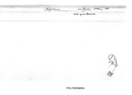 Platyrhacus amblyodon