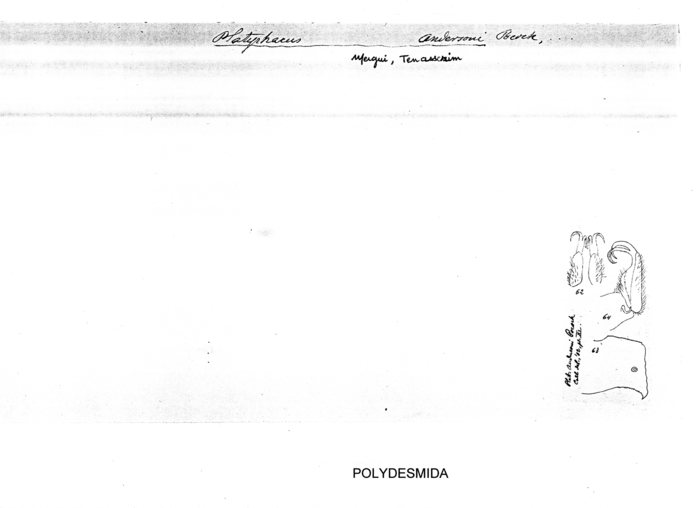 Platyrhacus andersonii