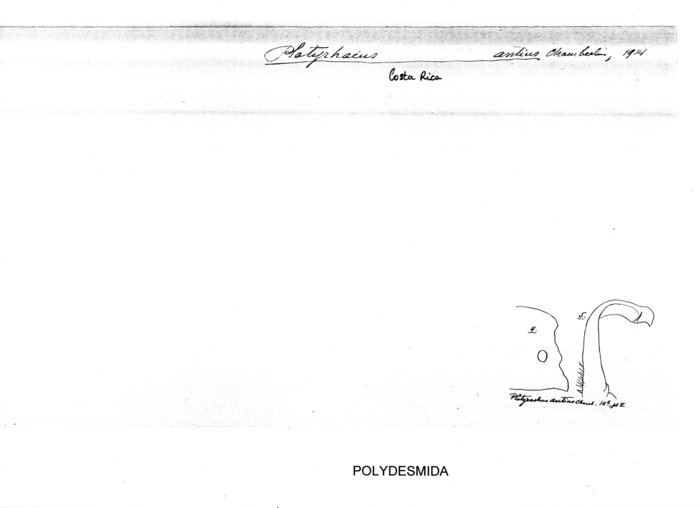 Platyrhacus antius