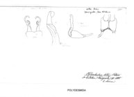 Platyrhacus ater