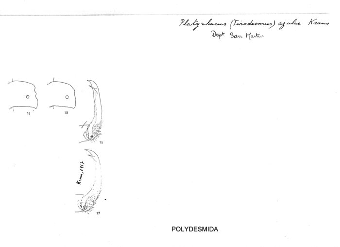 Platyrhacus azulae