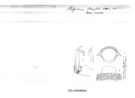 Platyrhacus beauforti