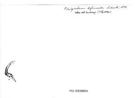 Platyrhacus bifasciatus