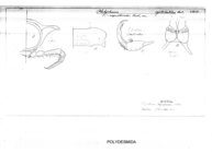 Platyrhacus cyrtorhabdus
