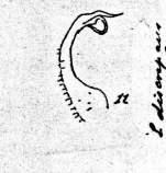 Platyrhacus discrepans