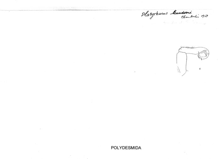 Platyrhacus knudseni