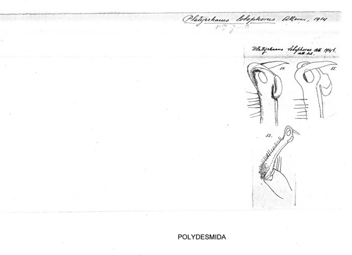 Platyrhacus lobophorus