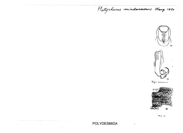 Platyrhacus mindanaonus