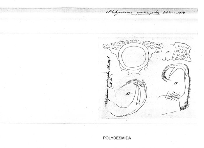Platyrhacus quincuplex