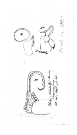 Platyrhacus schetelyi