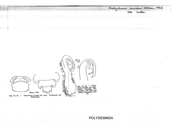 Platyrhacus sucidus
