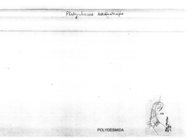 Platyrhacus tetanotropis