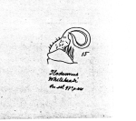 Ilodesmus whiteheadi