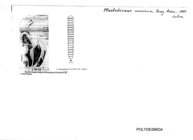Plicatodesmus mariana