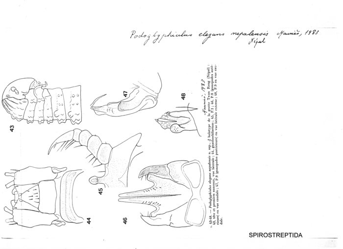 Podoglyphiulus elegans nepalensis