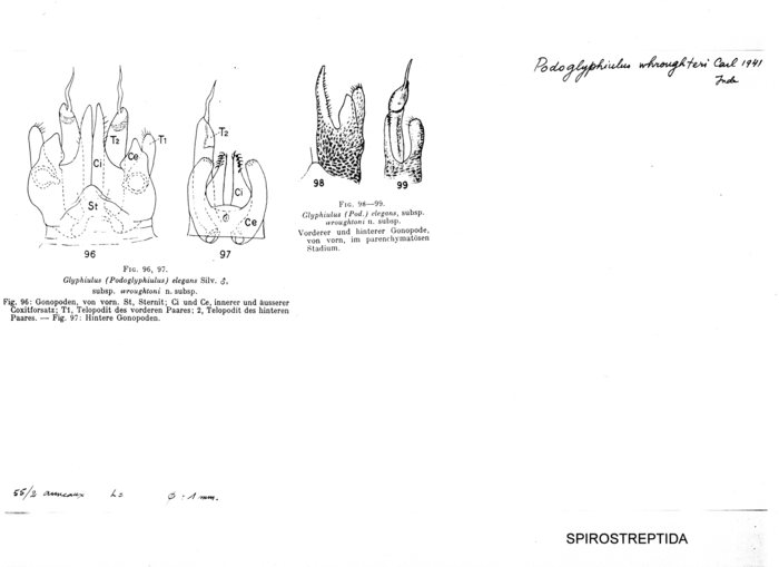 Glyphiulus elegans wroughtoni