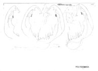 Polydesmus angustus