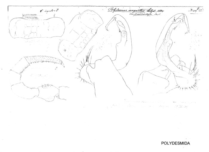 Polydesmus angustus pseudinteger