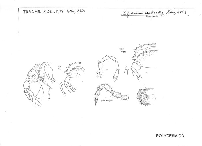 Polydesmus arcticollis