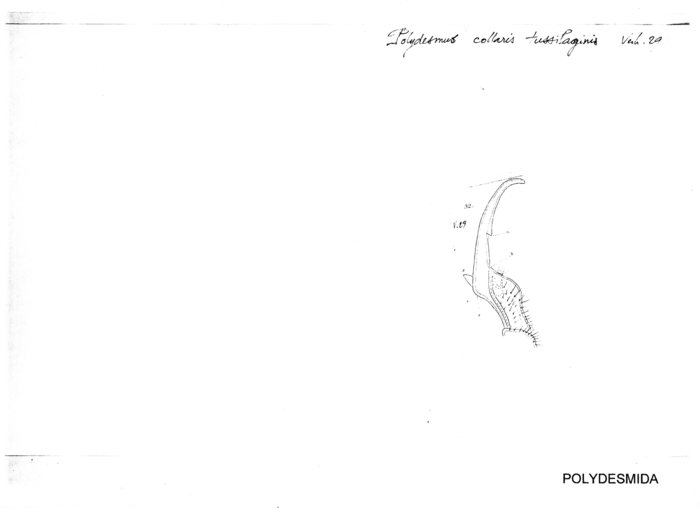 Polydesmus collaris tussipaginis