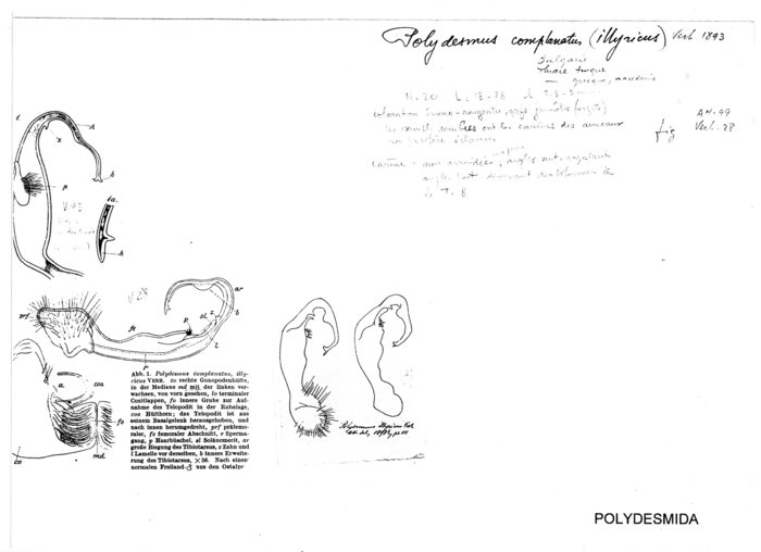 Polydesmus complanatus illyricus