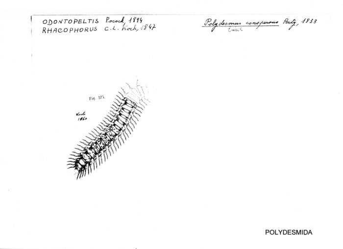 Polydesmus conspersus