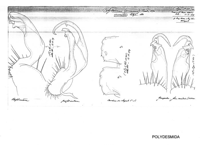 Polydesmus inconstans