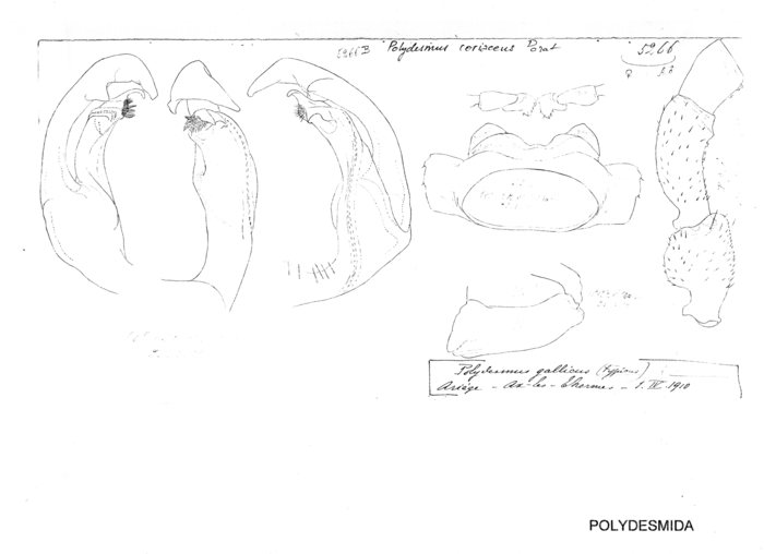 Polydesmus coriaceus