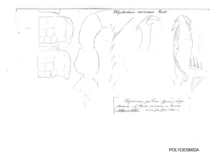 Polydesmus coriaceus