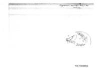 Polydesmus cruciator