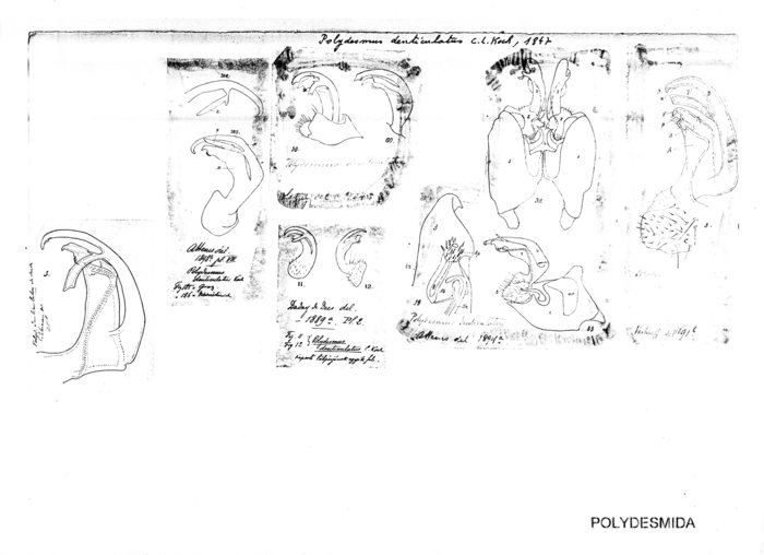 Polydesmus denticulatus