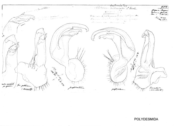 Polydesmus denticulatus