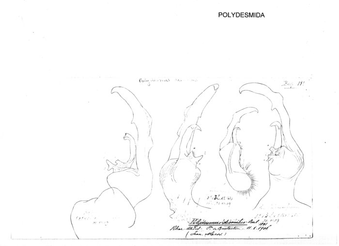 Polydesmus dismilus