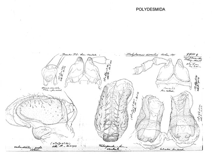 Polydesmus dismilus