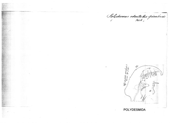 Polydesmus edentulus spinalensis